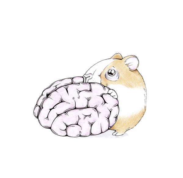 Zeichnung eines Meerschweinchens. Mit großen Unschuldsaugen poppt es ein Gehirn. Illustration "Little Brainfucker" von Julian Opitz.