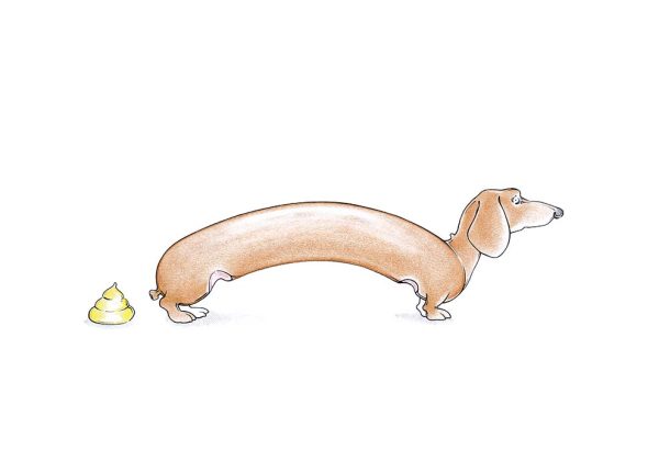Wiener Dog - Dackel-Würstchen mit Senfhäuflein